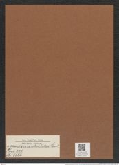 Actinoptychus reticulatus Pant. (de-Toni-Nr.: Genus 227, Species 5526) Zeichnungen Sammlung Grunow Mappe 05297 (Herbarium_W_Grunow_drawings_Folder_05297)